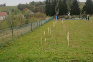 100 drzew na 100-lecie odzyskania Niepodległości - 20180510_0009.jpg