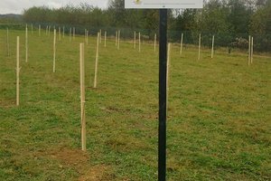 100 drzew na 100-lecie odzyskania Niepodległości - 20180510_0011.jpg