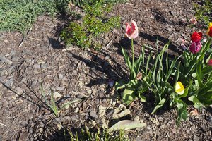 rabaty - p1011674.jpg