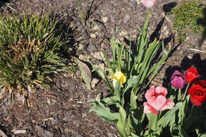 rabaty - p1011676.jpg