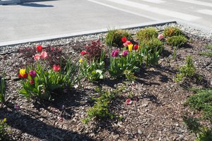 rabaty - p1011678.jpg