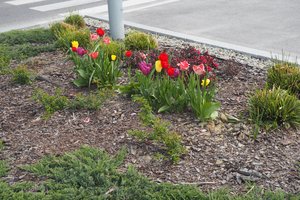 rabaty - p1011694.jpg