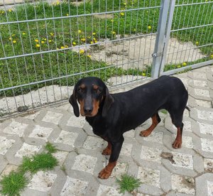 SZUKAMY DOMU DLA PIESKA