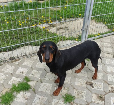 SZUKAMY DOMU DLA PIESKA