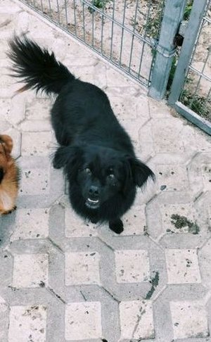 Szukamy domu dla psa