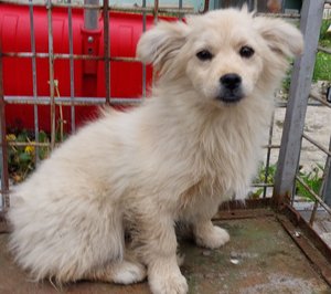 Szukamy domu dla pieska!