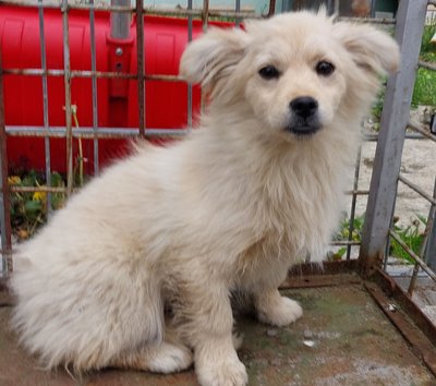 Szukamy domu dla pieska!