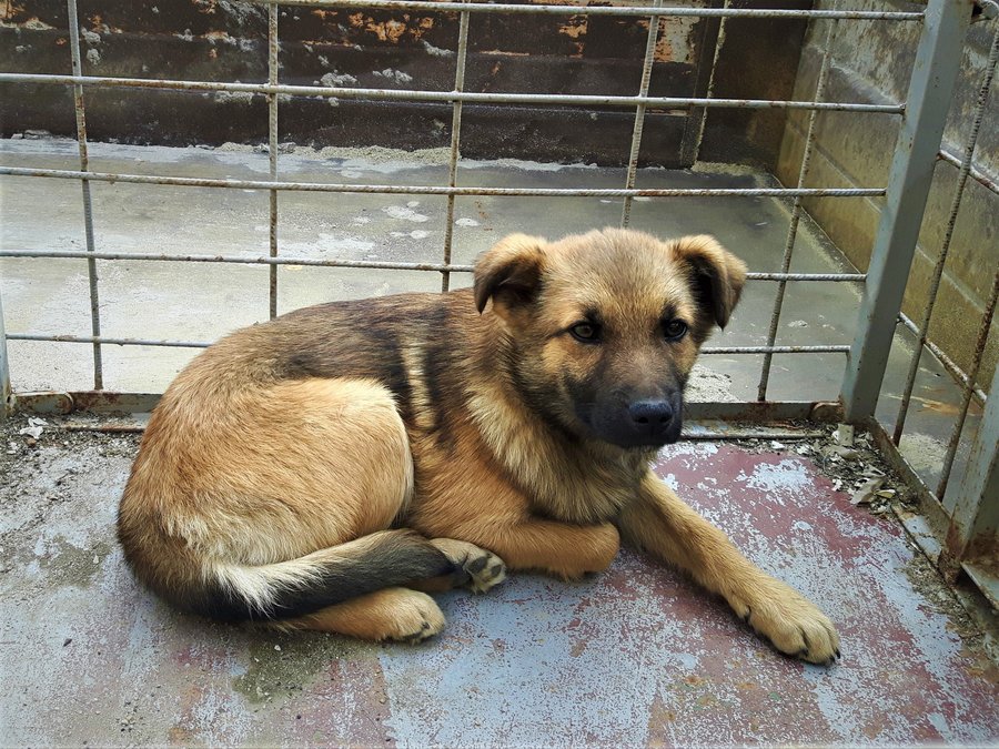 PILNIE POSZUKIWANY DOM DLA PSA!