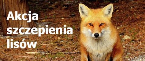 Akcja doustnych szczepień lisów wolno żyjących przeciwko wściekliźnie