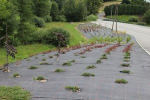 Zagospodarowanie skarpy przy drodze gminnej Brzeziny – Łęg  – Etap II