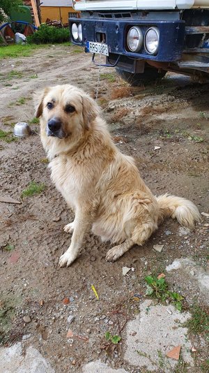 PILNIE POSZUKIWANY DOM DLA PSA!