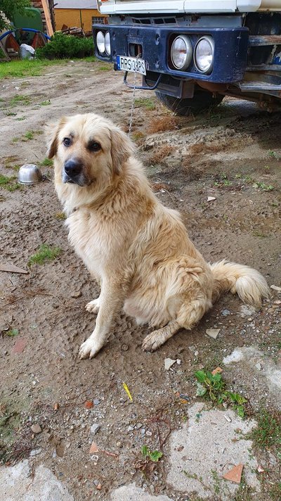 PILNIE POSZUKIWANY DOM DLA PSA!