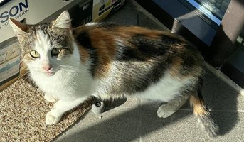 SZUKAMY DOMU DLA KOTÓW!