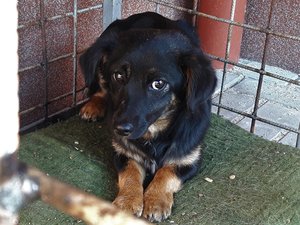 PILNIE POSZUKIWANY DOM DLA PSA!!!