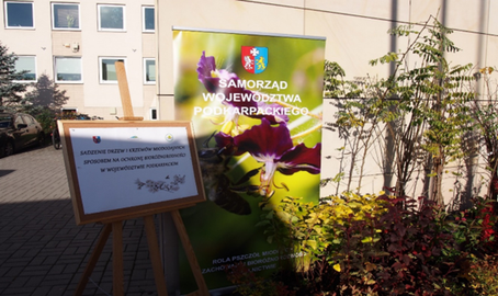 Sadzenie drzew miododajnych w Gminie Wielopole Skrzyńskie w 2022 r.