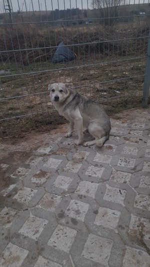 Szukamy domu dla psa