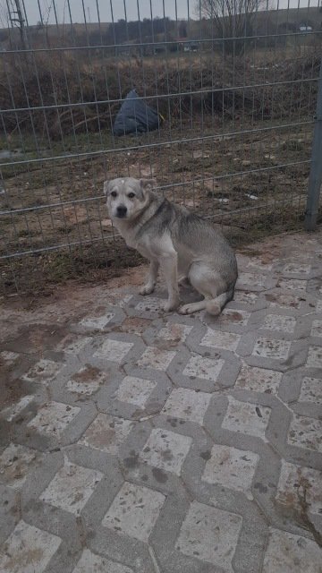 Szukamy domu dla psa