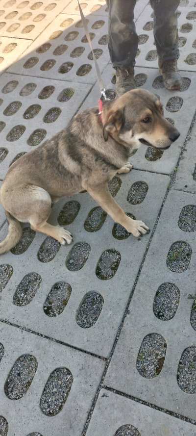 Szukamy domu dla pieska!