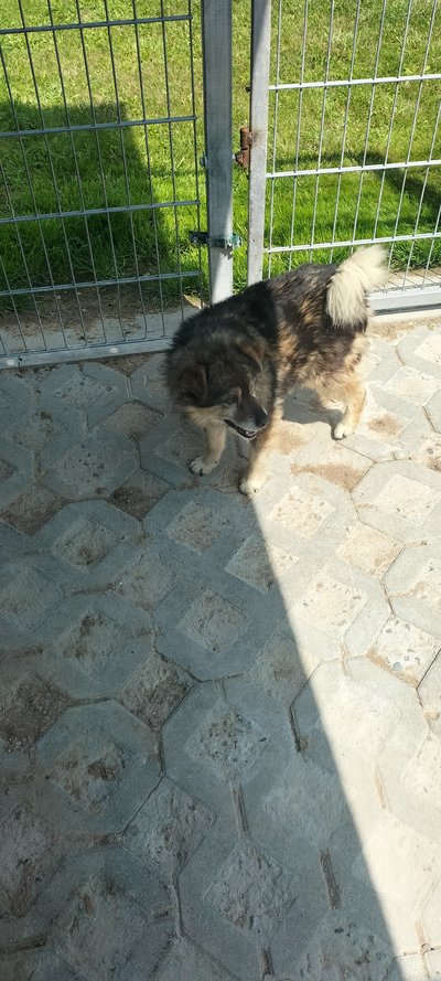 Szukamy domu dla pieska