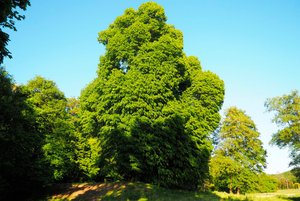 Wyniki konkursu Drzewo Roku 2022