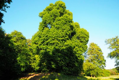 Wyniki konkursu Drzewo Roku 2022