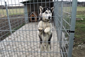 Szukamy domu dla psa.