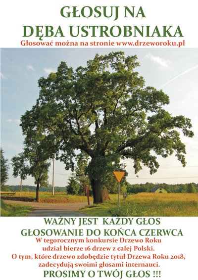 GŁOSUJ NA DĘBA USTROBNIAKA