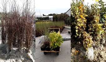 Sadzenia drzew miododajnych w Gminie Wielopole Skrzyńskie