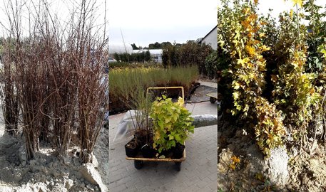 Sadzenia drzew miododajnych w Gminie Wielopole Skrzyńskie