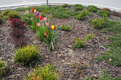 Apel Wójta Gminy dotyczący niszczenia nasadzeń na rynku w Wielopolu Skrzyńskim